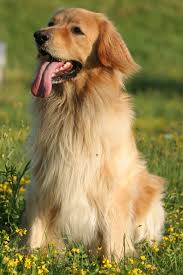 dog breeds all dog breeds puppies and kitties