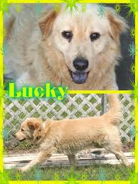 We have an extreme love for the golden retriever breed and believe the english cream golden retriever to be the perfect dog for anyone. Tampa Fl Golden Retriever Meet Lucky A Pet For Adoption