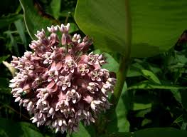 The flowers are a nectar source for many butterflies and insect pollinators. Milkweed Fluff Once Use As Stuffing For Life Preservers