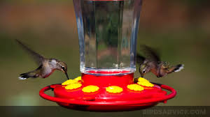 Fill the feeder with frozen nectar only. When To Feed Hummingbirds Put Feeders Out On Time
