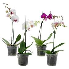 Orchids provide a wealth of beautiful flowers, colors and shapes. Moth Orchids Buy Online In Dubai And All Over Uae