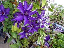 Check spelling or type a new query. Clematis The President Clematis The President Baumschule Horstmann