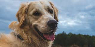 Adopt golden retriever dogs in north carolina. Golden Retriever Breeders In North Carolina Reviewed Breeder Review