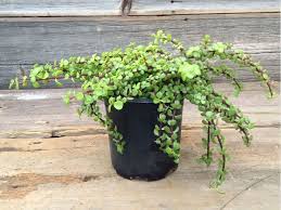 Although unrelated, it looks like the jade plant, with it's similar. Pin On Portulacaria
