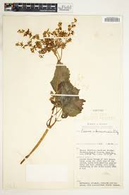 Image result for Cyphostemma glandulosissimum