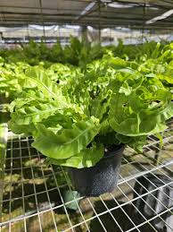 Image result for Asplenium lunulatum