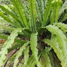 Image result for Asplenium