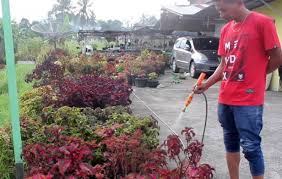 We did not find results for: Tak Tahu Nama Jenisnya Begini Cara Pria Di Agam Menjual Tanaman Hias Secara Online Klikpositif Com Media Generasi Positif