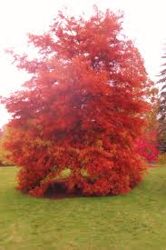 Beautiful Autumn Taxodium Distichum At Rhs Garden Harlow Carr Garden Landscaping Landscape Photography Landscape