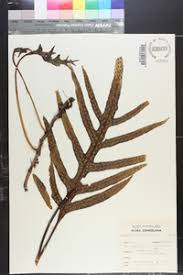 Image result for Lepisorus schraderi