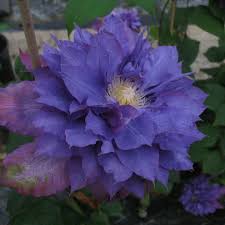 Клематис махровый фиолетовый вывьян пеннелл (vyvyan pennell) (контейнер p9) ✅интернет магазин, семян, саженцев, луковиц, клубней и рассады ✅доставка по москве. Clematis Vyvyan Pennell Friedrich M Westphal Clematiskulturen