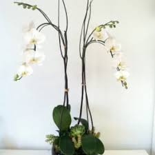In addition to glendale, this business delivers to burbank, chatsworth, glendale, la crescenta, and montrose. Plants Delivery Glendale Honey Bee Flowers