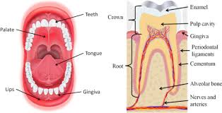 Image result for Gingiva