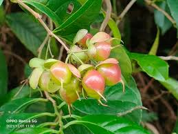 Image result for Tetracera alnifolia