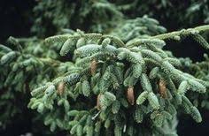 Check spelling or type a new query. 71 Non Flowering Outdoor Plants Ideas Outdoor Plants Plants Planting Flowers