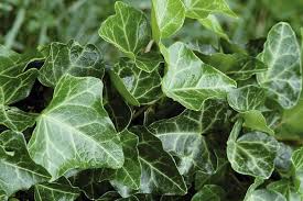Image result for Hedera