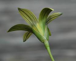 Image result for Romulea camerooniana