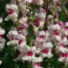 Check spelling or type a new query. Antirrhinum Majus Twinny Appleblossom F1 A Leading Supplier Of Vegetable Seeds In Essex Uk Grow Your Own Vegetable Seeds Kingsseeds Com