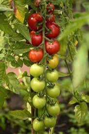 Corey Morehouse Blog Your Super Powered Wp Engine Blog Growing Tomato Plants Growing Tomatoes Indoors Tips For Growing Tomatoes