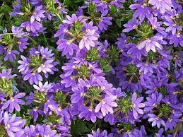 Scaevola Aemula Wikipedia The Free Encyclopedia Flower Garden Plans Australian Native Plants Perennials