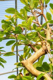 Image result for Ficus saussureana