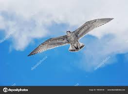 Uma Gaivota Voando Céu Azul — Foto © ccelia7280 #188036148