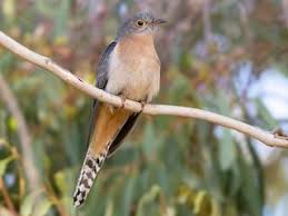 Image result for Priva flabelliformis