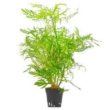 Image result for Hygrophila spiciformis