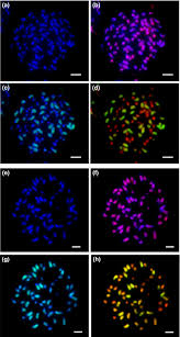 Image result for Aeschynomene pfundii