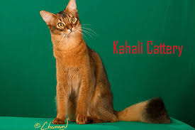 The abyssinian is a highly active cat that will demand your attention and affection. Abyssinian Breeders Breeder Directory Cat Bright Classifieds