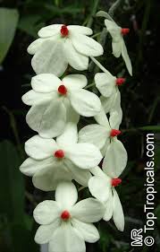 Image result for Aerangis stelligera