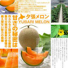yubari king melon seeds the most expensive fruit on the world melon yubari fruit