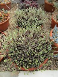 Image result for Ledebouria cordifolia