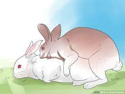 How To Breed Rabbits With Pictures Rabbit Breeds Raising Rabbits Breeds
