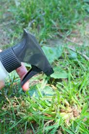 The vinegar will neutralize the ammonia in the dog urine. Quackgrass Killer Recipe That Is Pet Safe And Effective