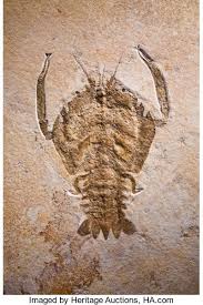 Fossils Arthropoda Unusual Jurassic Fossil Lobster With Images Fossils Dinosaur Fossils Prehistoric Animals
