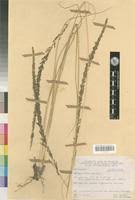 Image result for Sporobolus spicatus