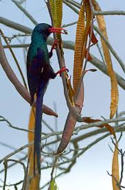 Image result for Fernandoa abbreviata