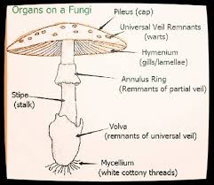 Image result for Eriosema flexuosum