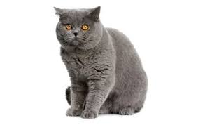 British Shorthair Cat Breed Information Pictures