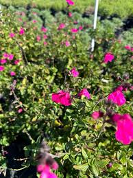 Image result for Sebaea microphylla