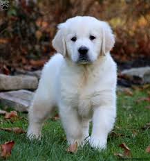 How much does a golden retriever puppy cost? English Cream Golden Retriever Puppies For Sale Greenfield Puppies