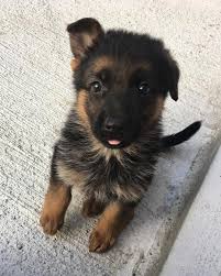 Thinkpup Shop Redbubble In 2020 Cute German Shepherd Puppies Black German Shepherd Puppies Shepherd Puppies