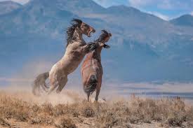 Jul 03, 2021 · 6. Wild Horses Wilder Controversy