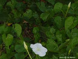 Florida paddle notes introduces this online guide to help identify the numerous flowers, plants, and trees we so often enjoy on florida's waterways. White Florida Wildflowers Page 1 Of 3