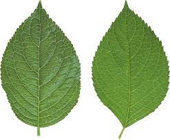 Leaf Pesquisa Google Folhas