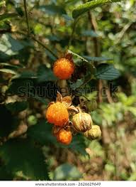 Image result for Rubus ellipticus