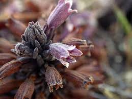 Image result for Orobanche