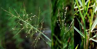 Image result for Panicum repens