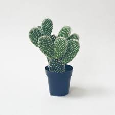 Does sugarcane need sunlight minecraft. Opuntia Microdasys Albata Angel Wings 2 5 Cactus In 2021 Opuntia Microdasys Angel Wings Cactus Bunny Ear Cactus